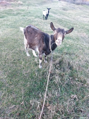 vand capre gestante  - imagine 2