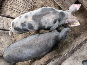 Porc de vanzare - imagine 2