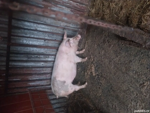 vand porci 17 le kg - imagine 3