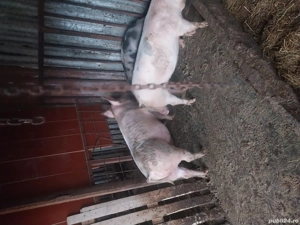 vand porci 17 le kg - imagine 2