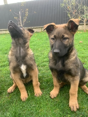 Căţei de vânzare   rasa mixtă Malinois x Ciobănesc German - imagine 4