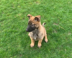 Căţei de vânzare   rasa mixtă Malinois x Ciobănesc German - imagine 3