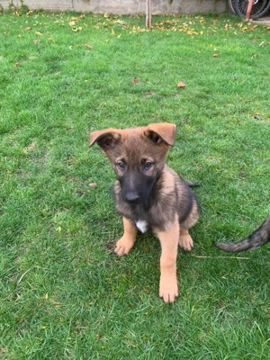 Căţei de vânzare   rasa mixtă Malinois x Ciobănesc German - imagine 2