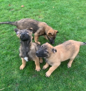 Căţei de vânzare   rasa mixtă Malinois x Ciobănesc German - imagine 5