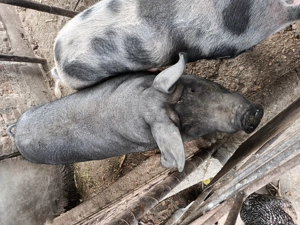 Porc de vanzare - imagine 2