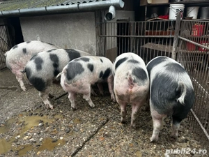 Vând porci  - imagine 5