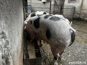 Vând porci  - imagine 2