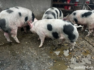 Vând porci  - imagine 4