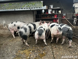 Vând porci  - imagine 3