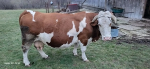 Vacă de vânzare  - imagine 2