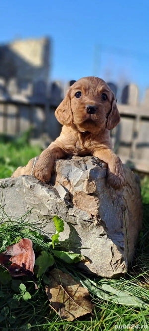 Puiuț cocker spaniel  - imagine 4