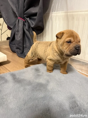 Shar pei dragalasi !!