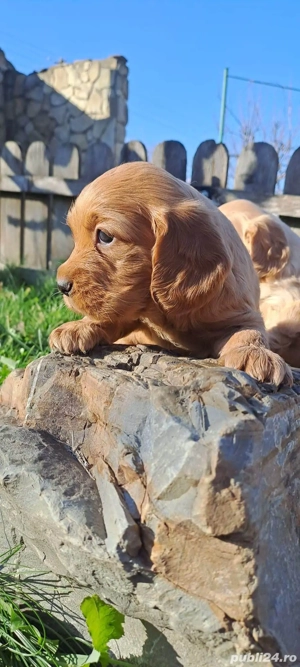 Puiuț cocker spaniel  - imagine 2