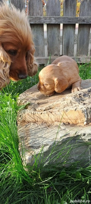 Puiuț cocker spaniel  - imagine 5