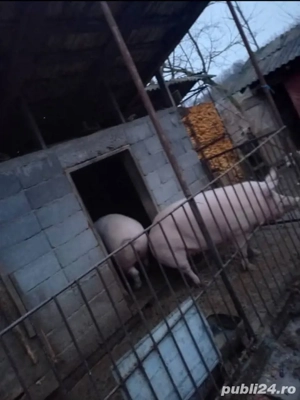 Vând porci - imagine 4