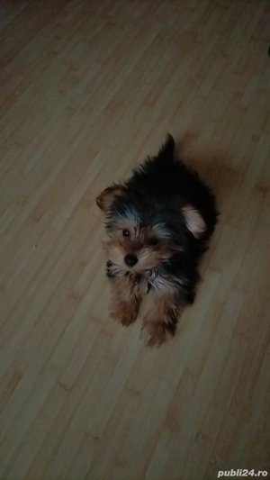 yourkshier terrier+ 3 accesorii