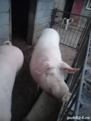 Vând porci - imagine 3