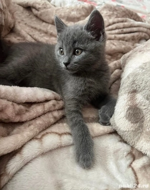 albastru de rusia fetita si baietel - imagine 2