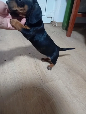 catei tekel frumoși  - imagine 5