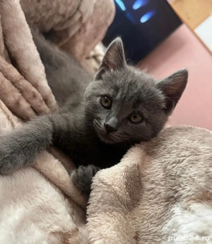 albastru de rusia fetita si baietel