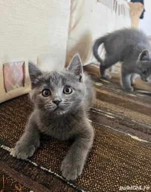 albastru de rusia fetita si baietel - imagine 3