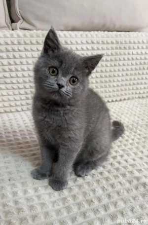 albastru de rusia puiutj