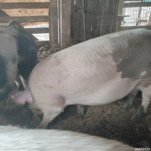 Vand carcasa 20 lei kg  - imagine 3