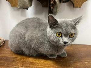 Pisica british shorthair