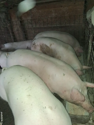 porci de rasa  - imagine 4