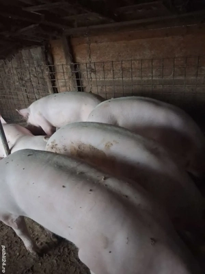 porci de rasa  - imagine 2