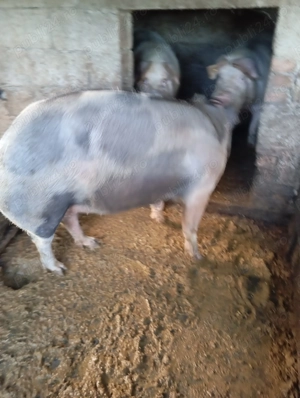 Vând purcea castrata