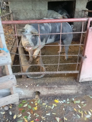 Vând purcea castrata - imagine 2