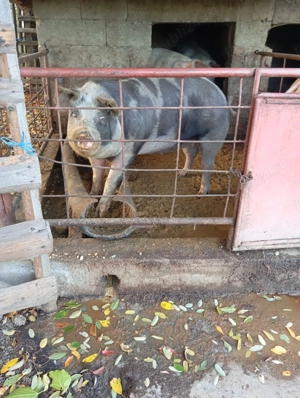 Vând purcea castrata - imagine 3