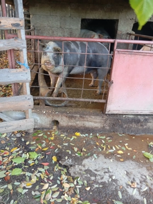 Vând purcea castrata - imagine 4