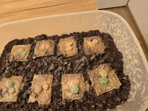 Micro vierimi si grindale hrana vie - imagine 5