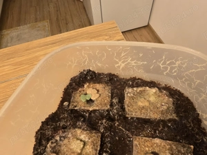 Micro vierimi si grindale hrana vie - imagine 4