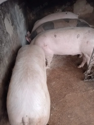 Porci de vânzare 