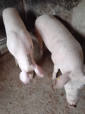 Porci de vânzare  - imagine 2