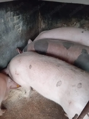 Porci de vânzare  - imagine 3