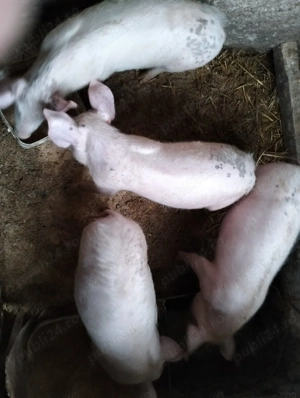 Vand porci de taiat de Craciun si purcelusi de prasila de 3 luni - imagine 3