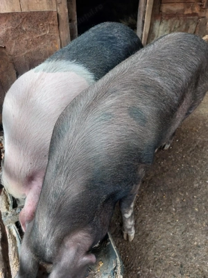 Porc de vânzare  - imagine 3