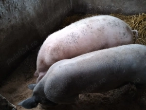 Vand porci de taiat de Craciun si purcelusi de prasila de 3 luni - imagine 4