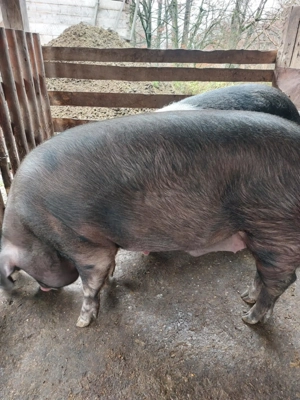 Porc de vânzare  - imagine 2
