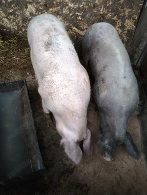 Vand porci de taiat de Craciun si purcelusi de prasila de 3 luni - imagine 5