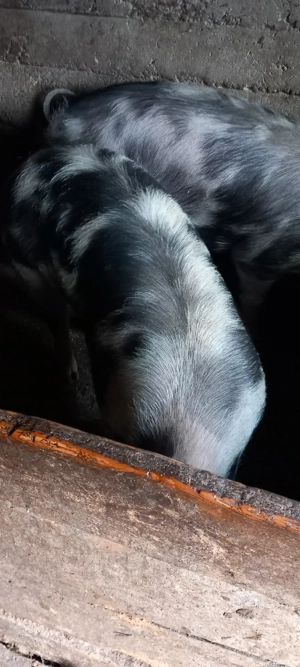 vand porc petrean - imagine 2