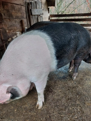 Porc de vânzare  - imagine 4