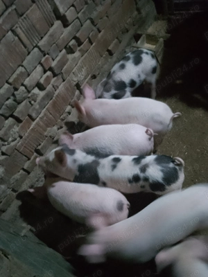 Vând purcei rasa de carne - imagine 3