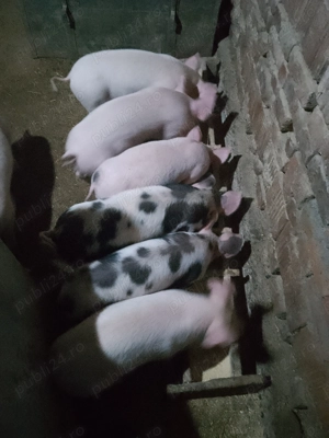 Vând purcei rasa de carne - imagine 2