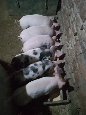 Vând purcei rasa de carne