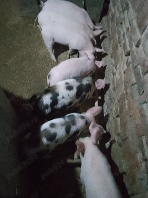 Vând purcei rasa de carne - imagine 4